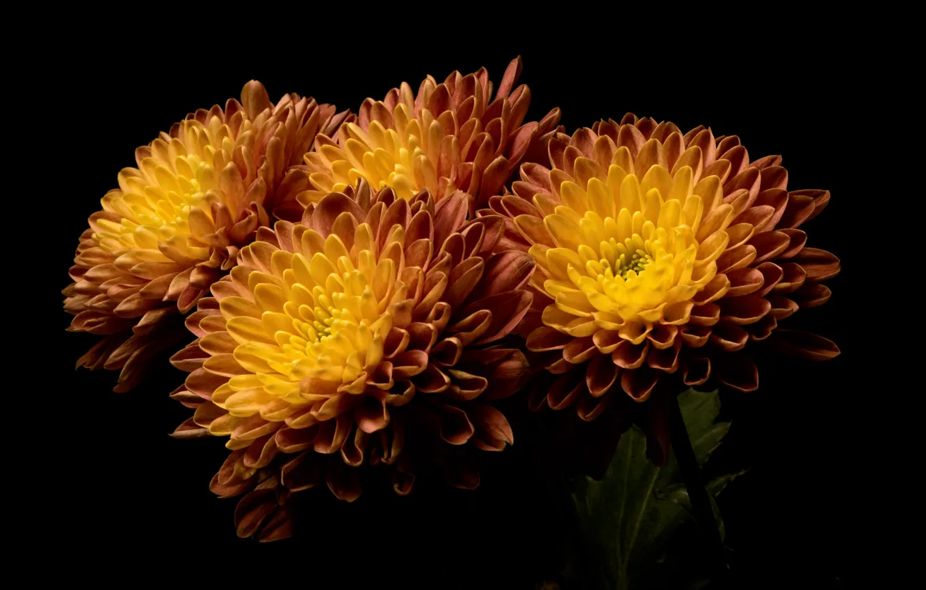 Photo wallpaper flowers, nature, background