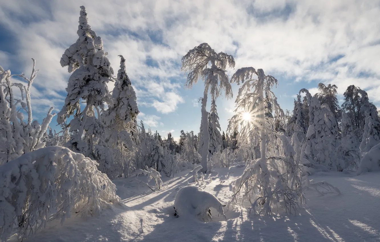 Photo wallpaper winter, frost, forest, the sky, the sun, rays, light, snow