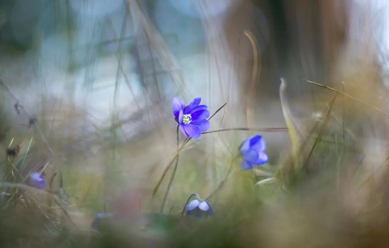 Photo wallpaper macro, flowers, nature, spring, violet