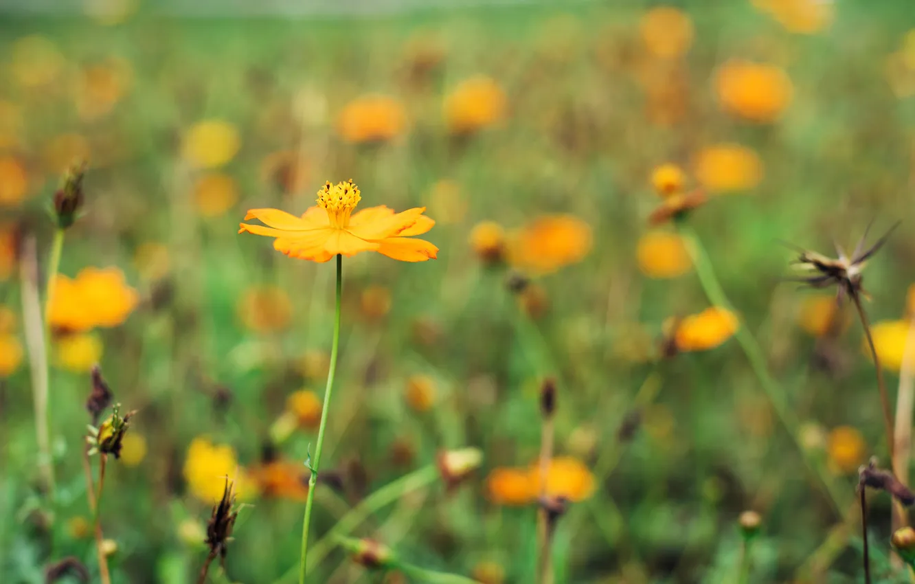 Photo wallpaper flowers, orange, petals