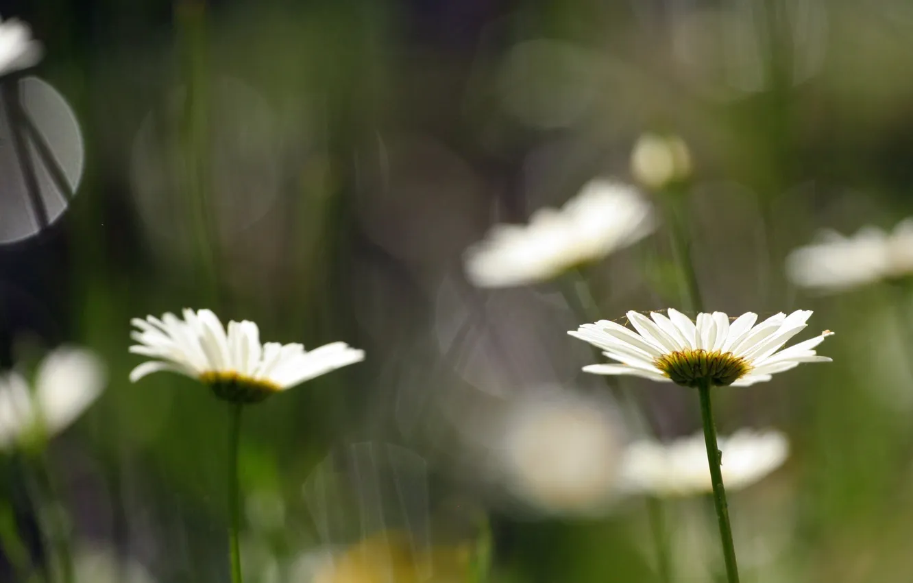 Photo wallpaper flowers, glare, chamomile, focus