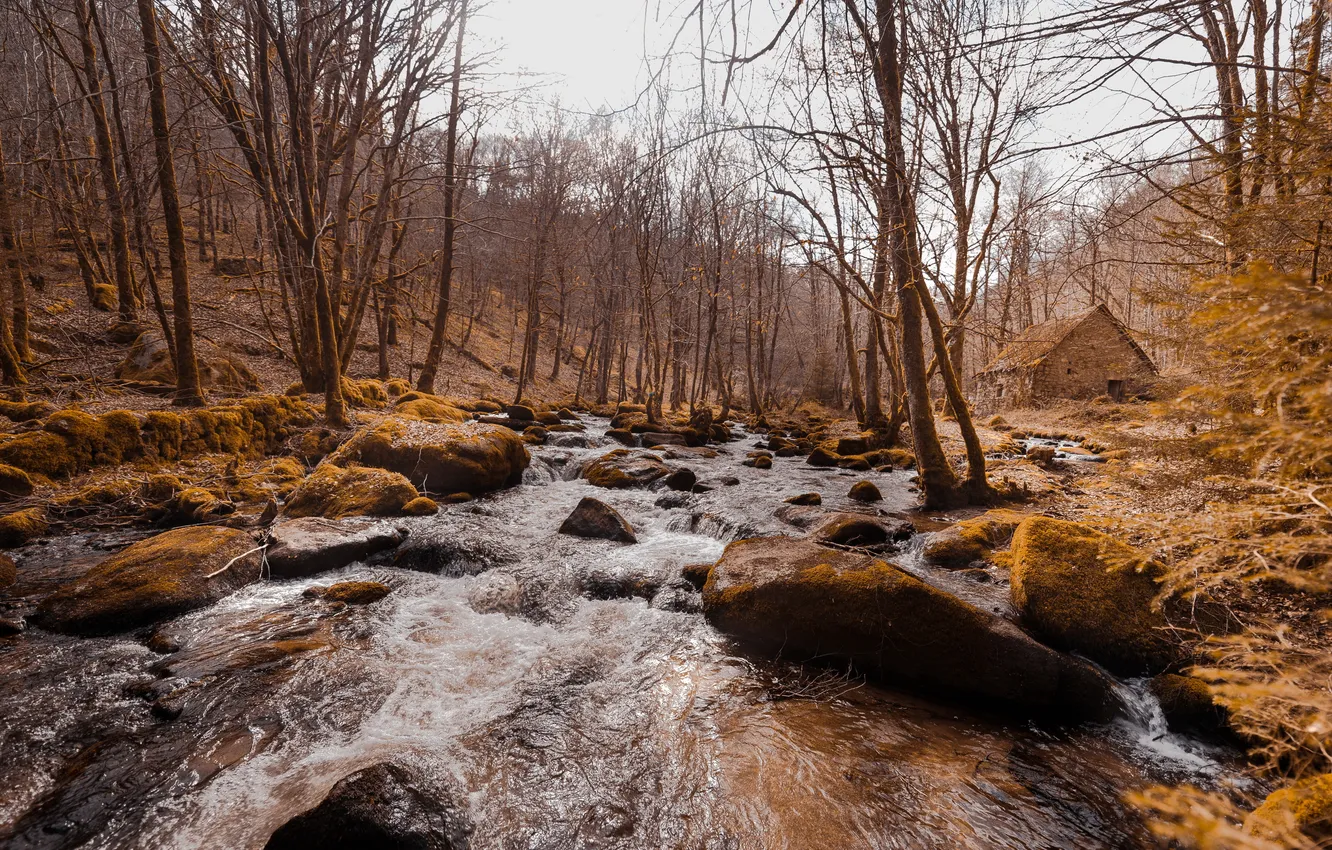 Photo wallpaper forest, river, home