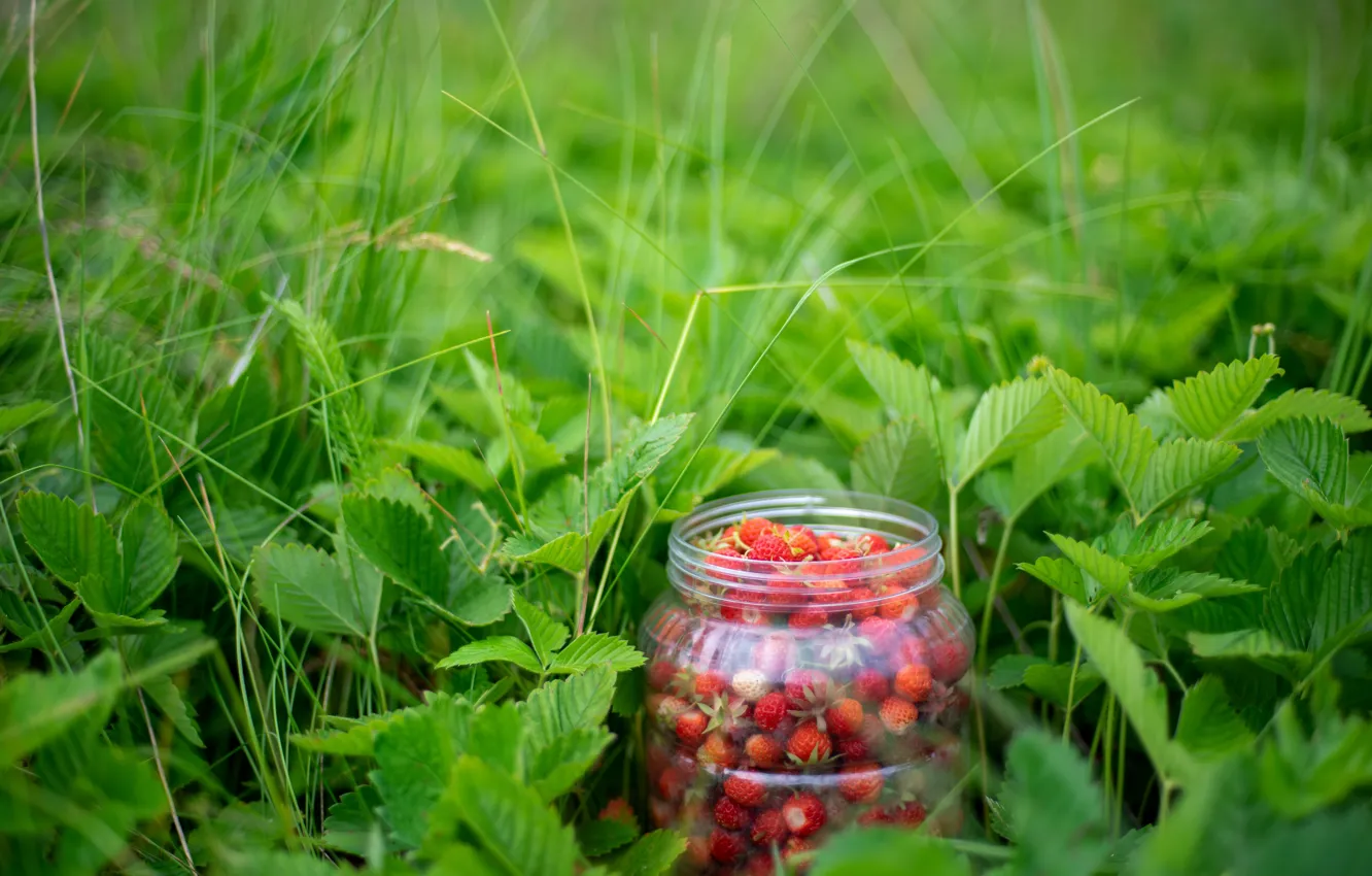 Photo wallpaper grass, berries, strawberries, Bank