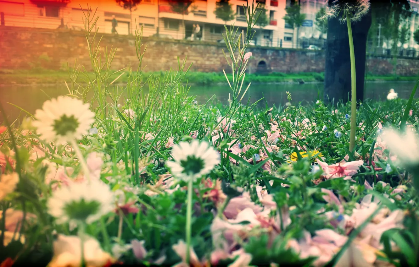 Photo wallpaper nature, macro, bokeh