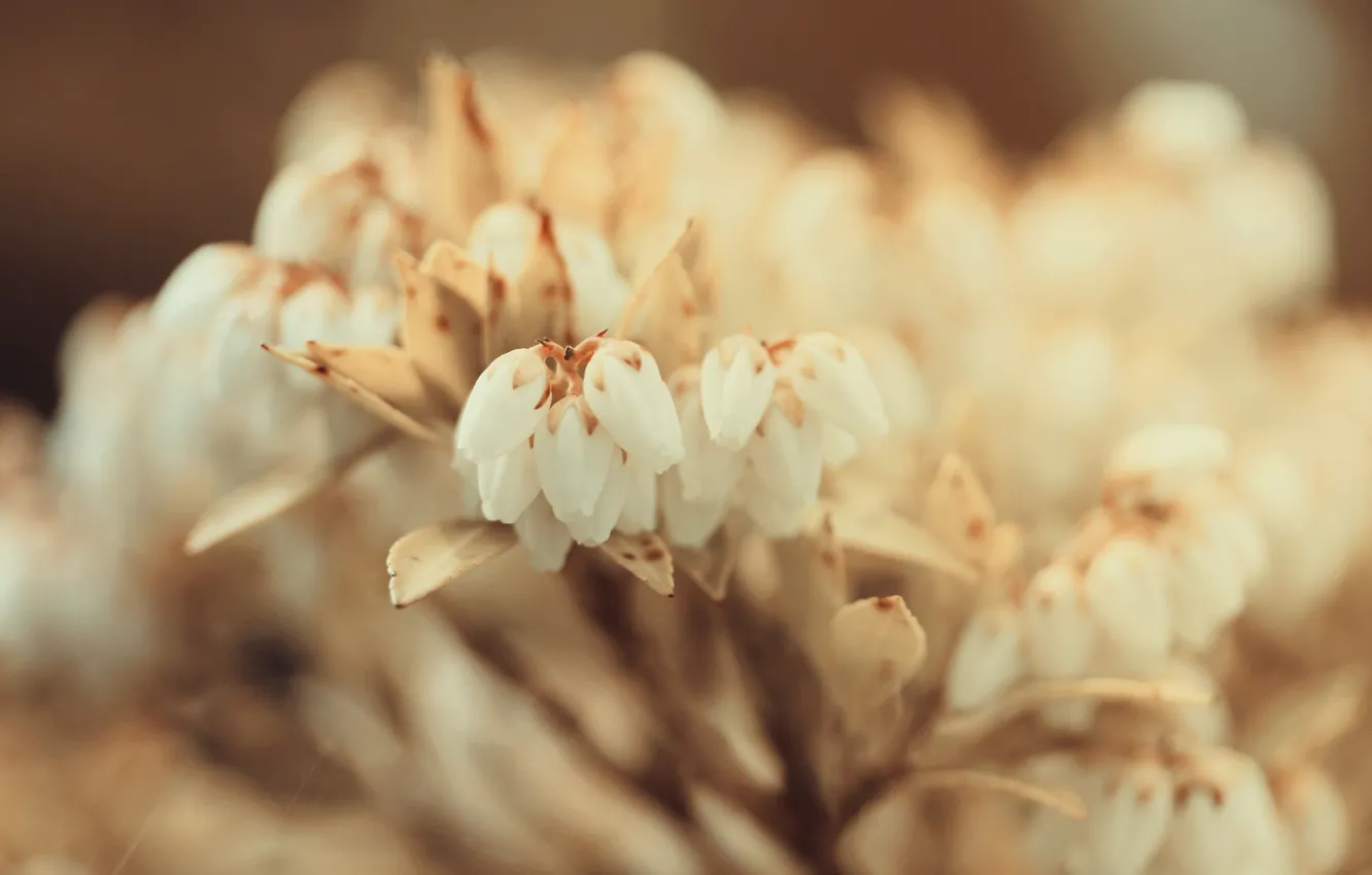 Photo wallpaper flowers, focus, white, small