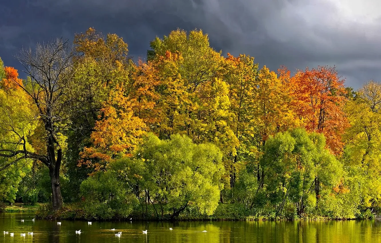 Photo wallpaper forest, trees, river, photo, duck