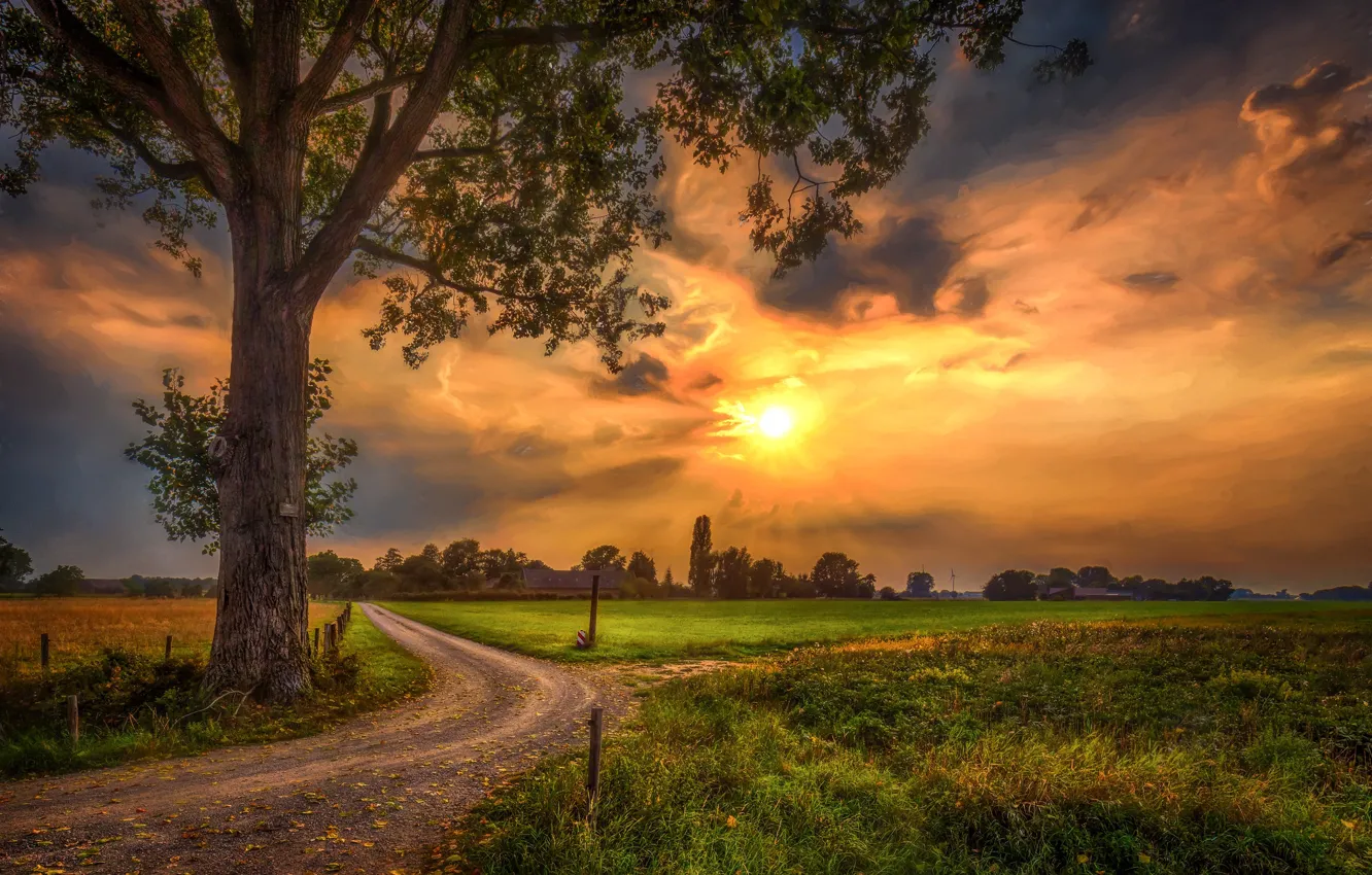 Photo wallpaper road, the sky, sunset, clouds, photo, tree