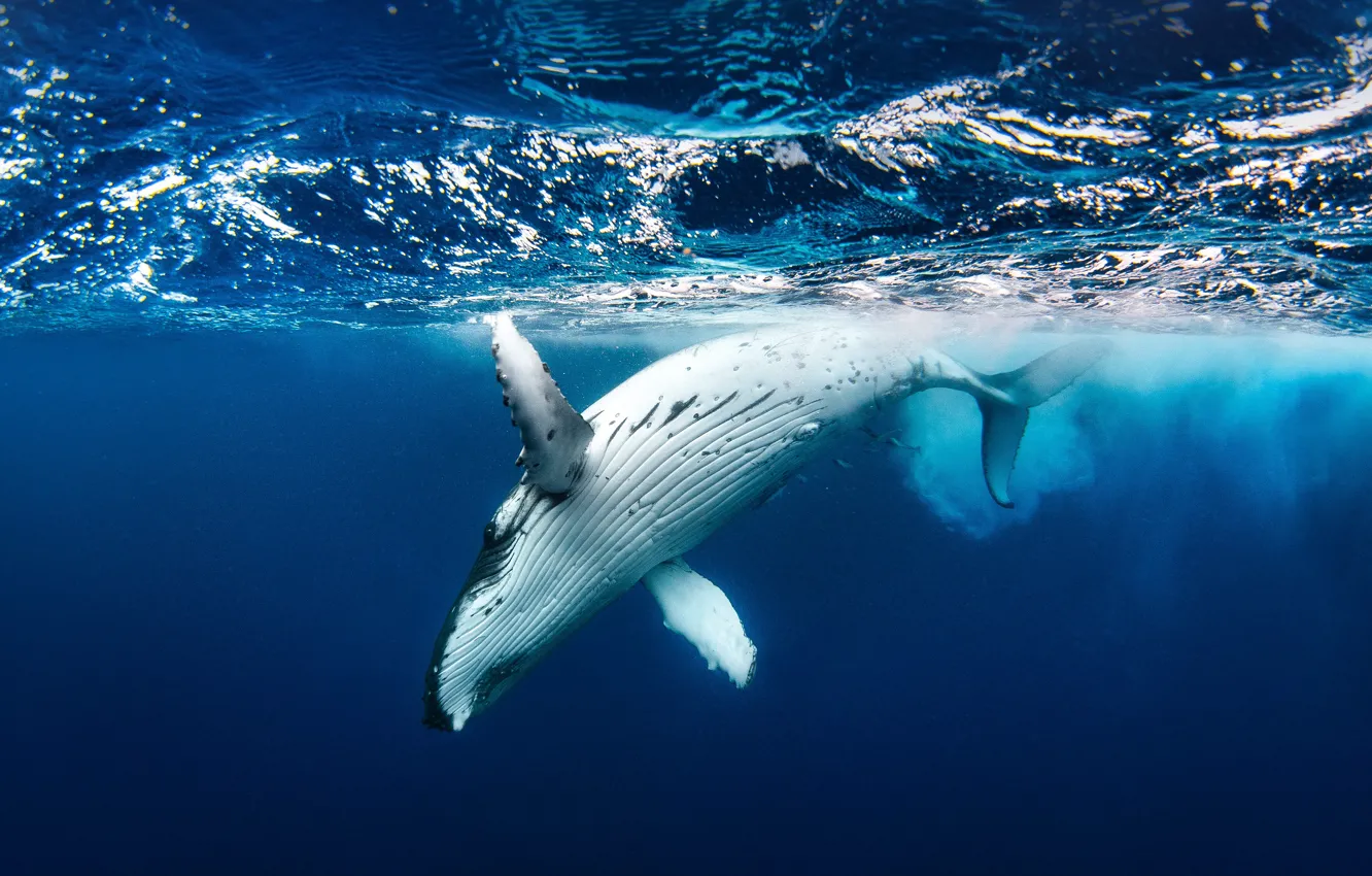 Photo wallpaper nature, animal, .Humpback whale, big oceans