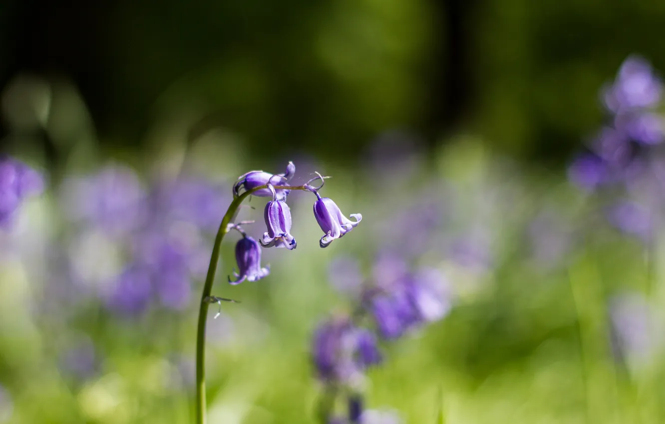 Photo wallpaper macro, flowers, petals, blur, bells, lilac, bokeh