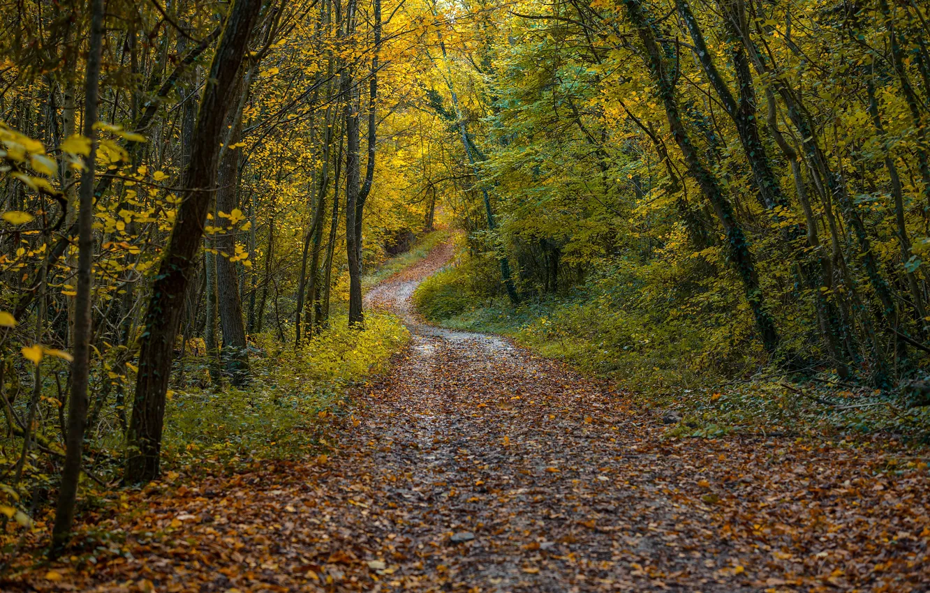 Photo wallpaper autumn, forest, trees