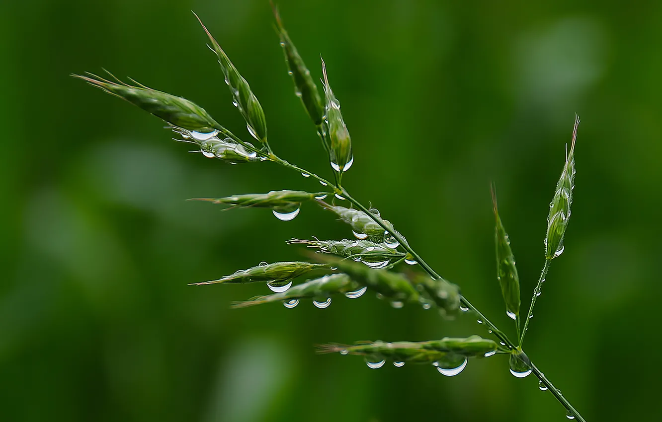 Photo wallpaper greens, grass, drops, macro, Rosa