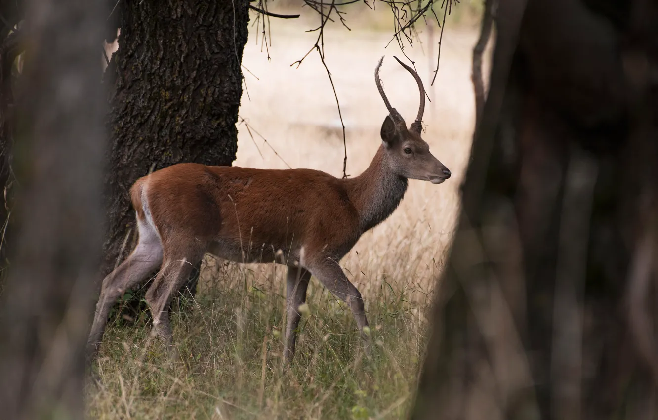 Photo wallpaper grass, trees, branches, nature, deer, trunk, bokeh