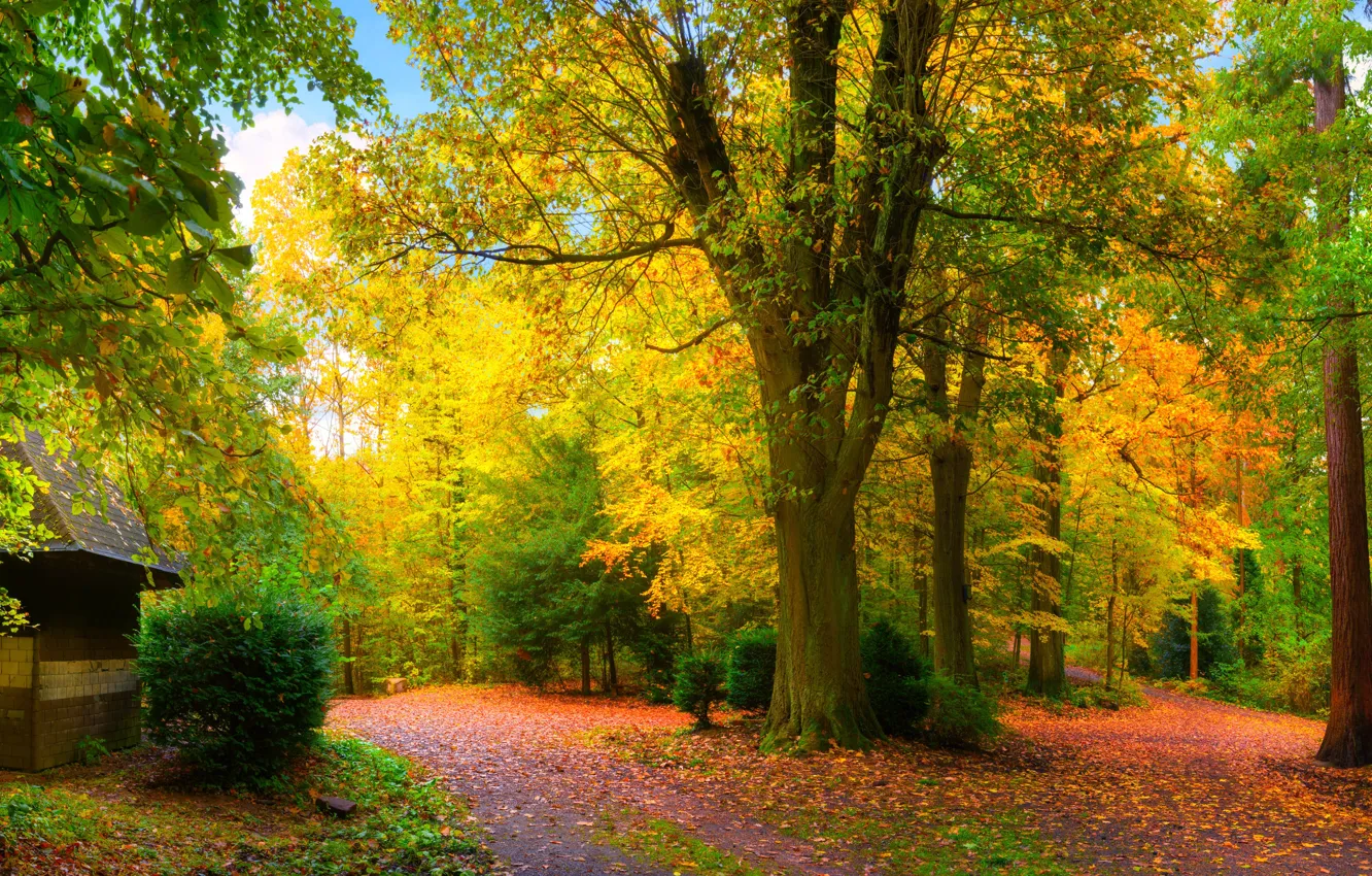Photo wallpaper autumn, leaves, trees, nature, panorama, parks