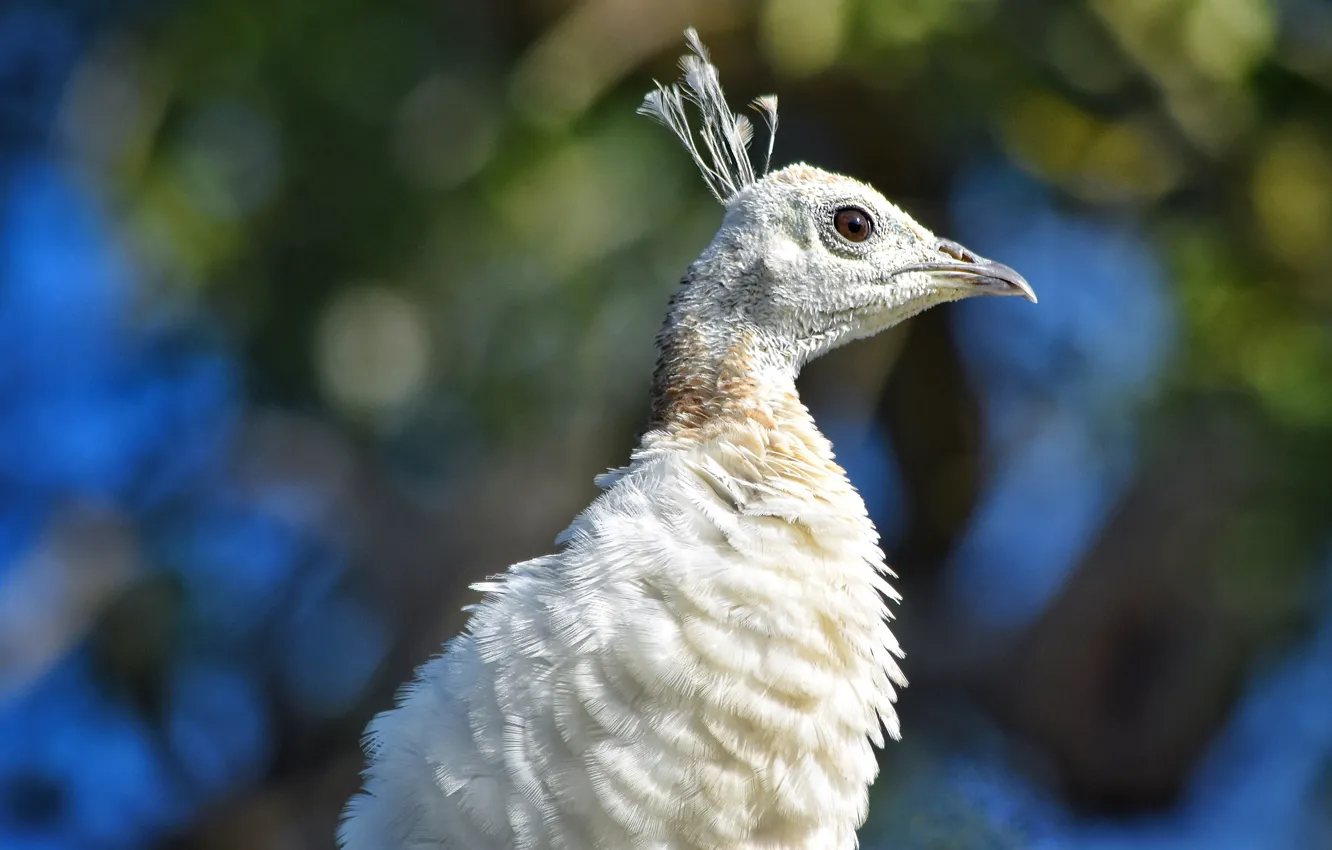 Photo wallpaper white, background, bird, portrait, peacock, bokeh