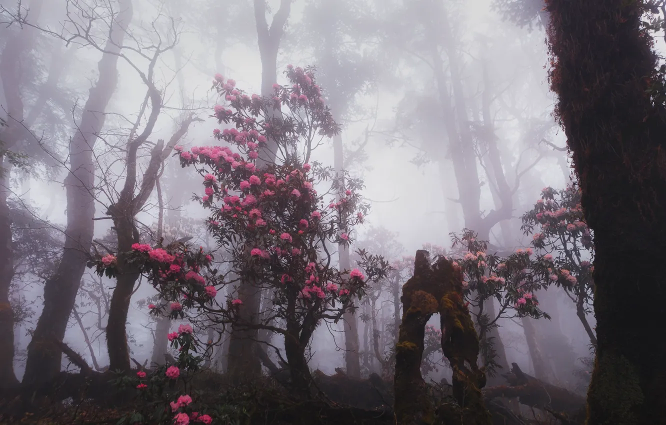 Photo wallpaper forest, trees, nature, fog, The Himalayas, Nepal, rhododendron, Nepal