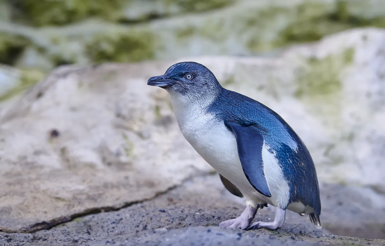 Photo wallpaper blue, blue, bird, shore, penguin