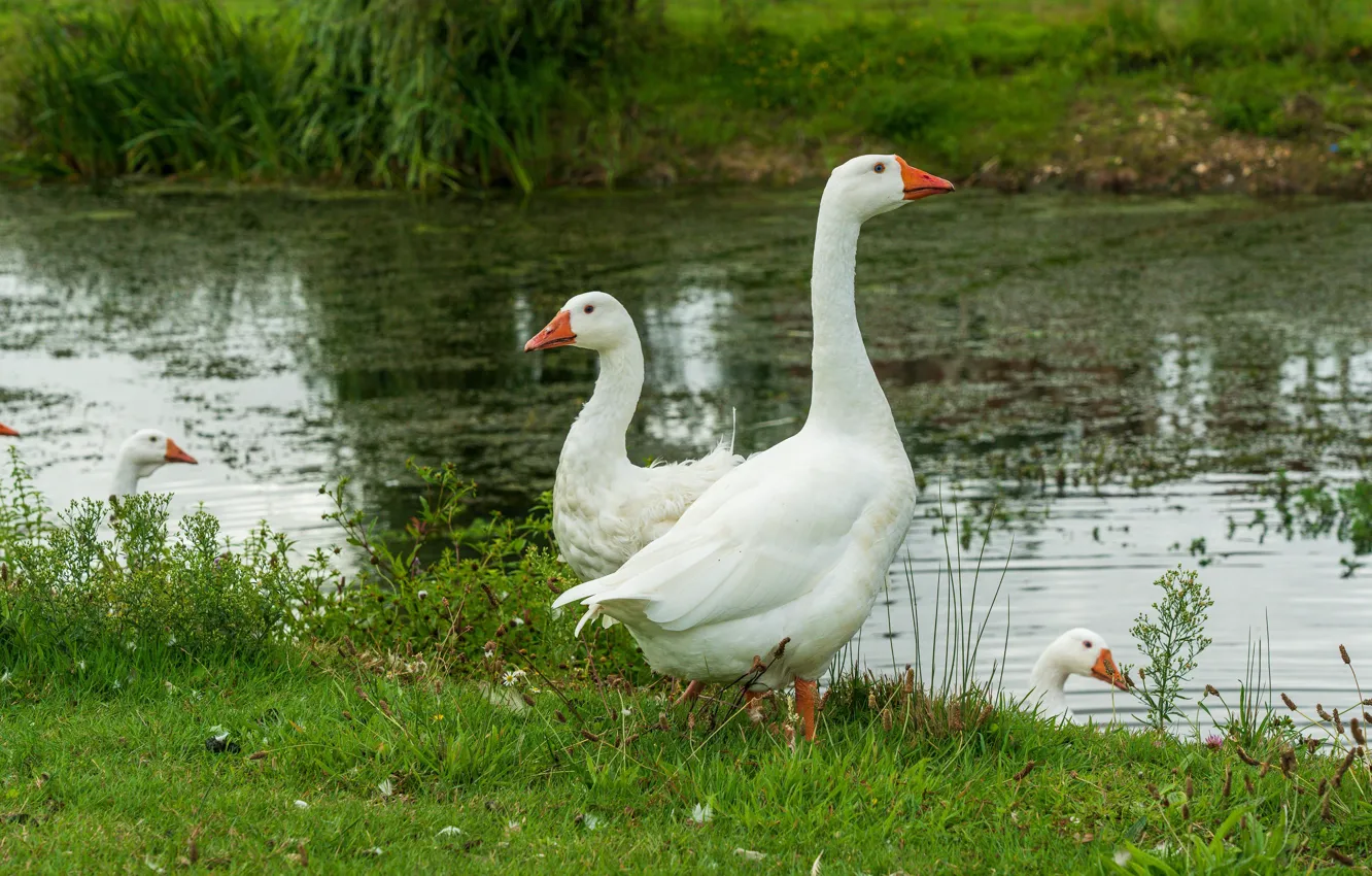 Photo wallpaper grass, bird, shore, white, pond, geese