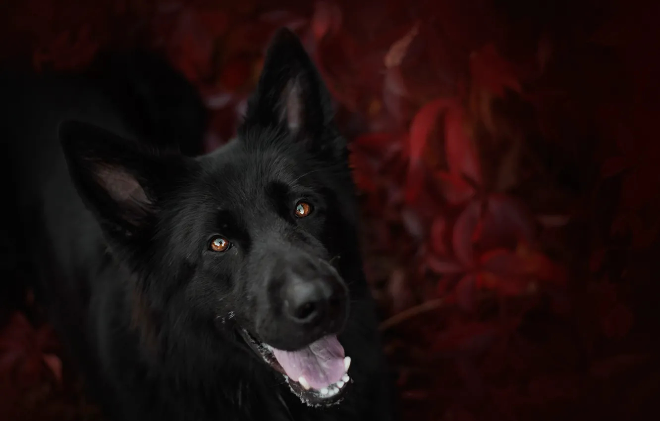 Photo wallpaper look, face, dog, shepherd