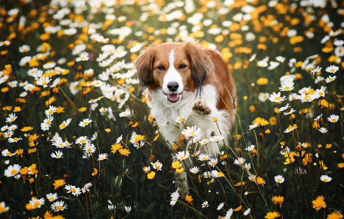 Photo wallpaper field, language, summer, look, flowers, yellow, nature, pose