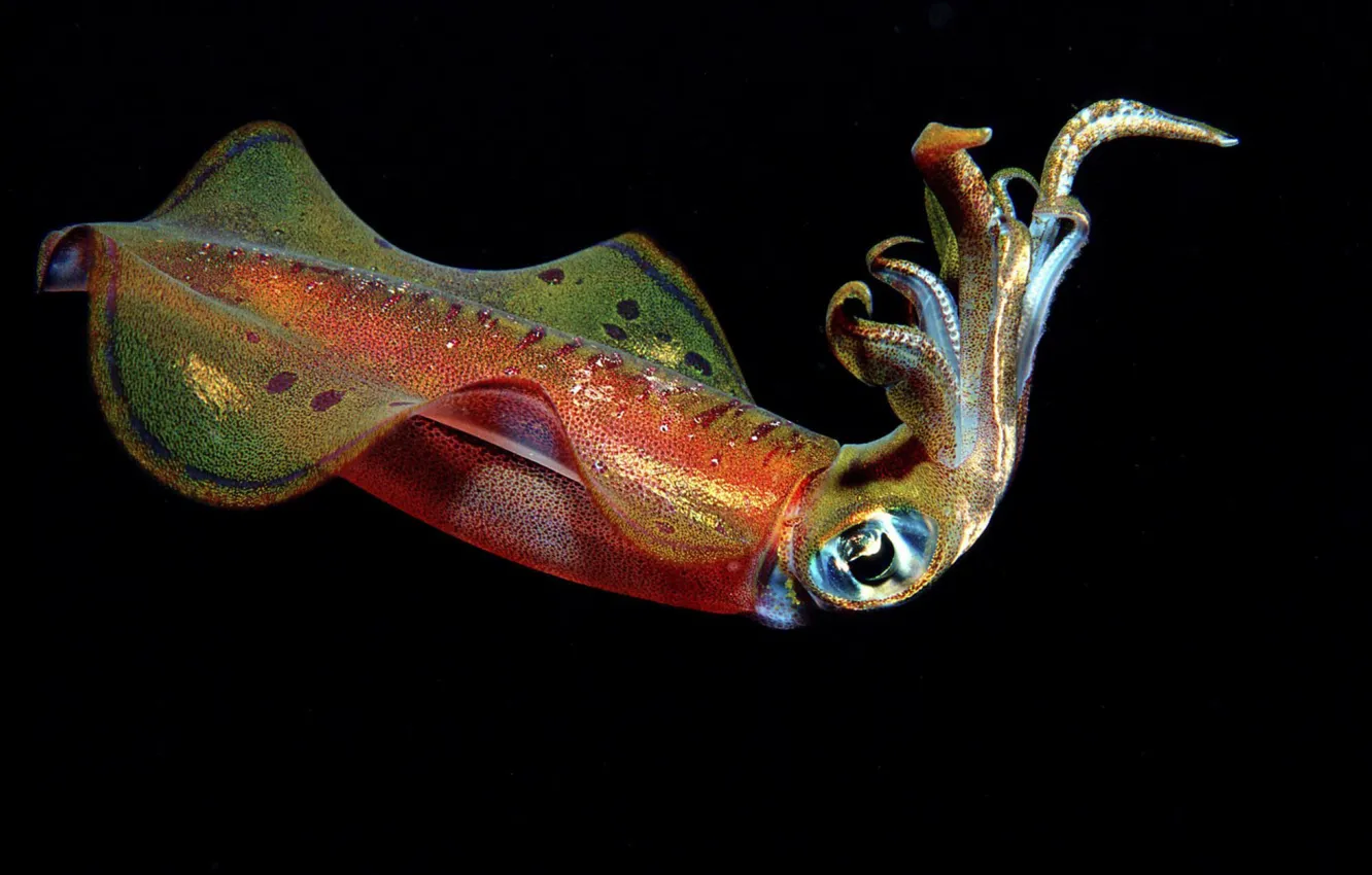 Photo wallpaper Colors, Black Background, Squid, Marine Life, Tentacles