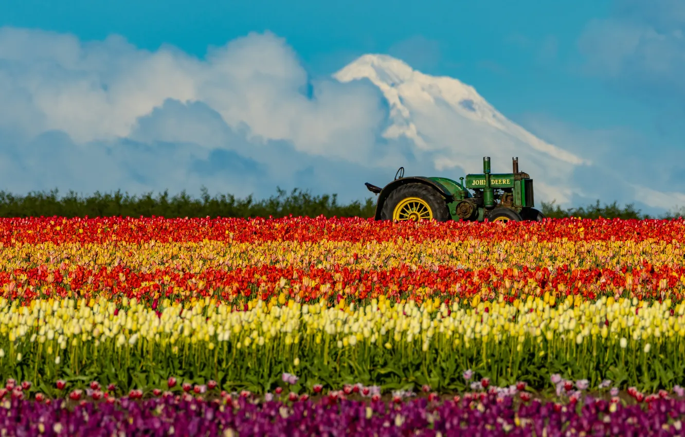Photo wallpaper clouds, flowers, spring, tractor, tulips, plantation