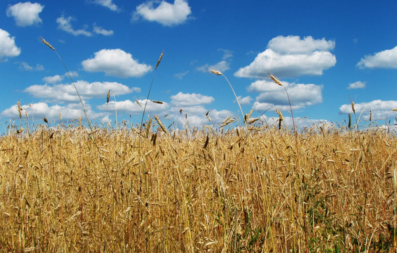 Photo wallpaper wheat, the sky, clouds, flag, spikelets, ears, symbols, wheat field
