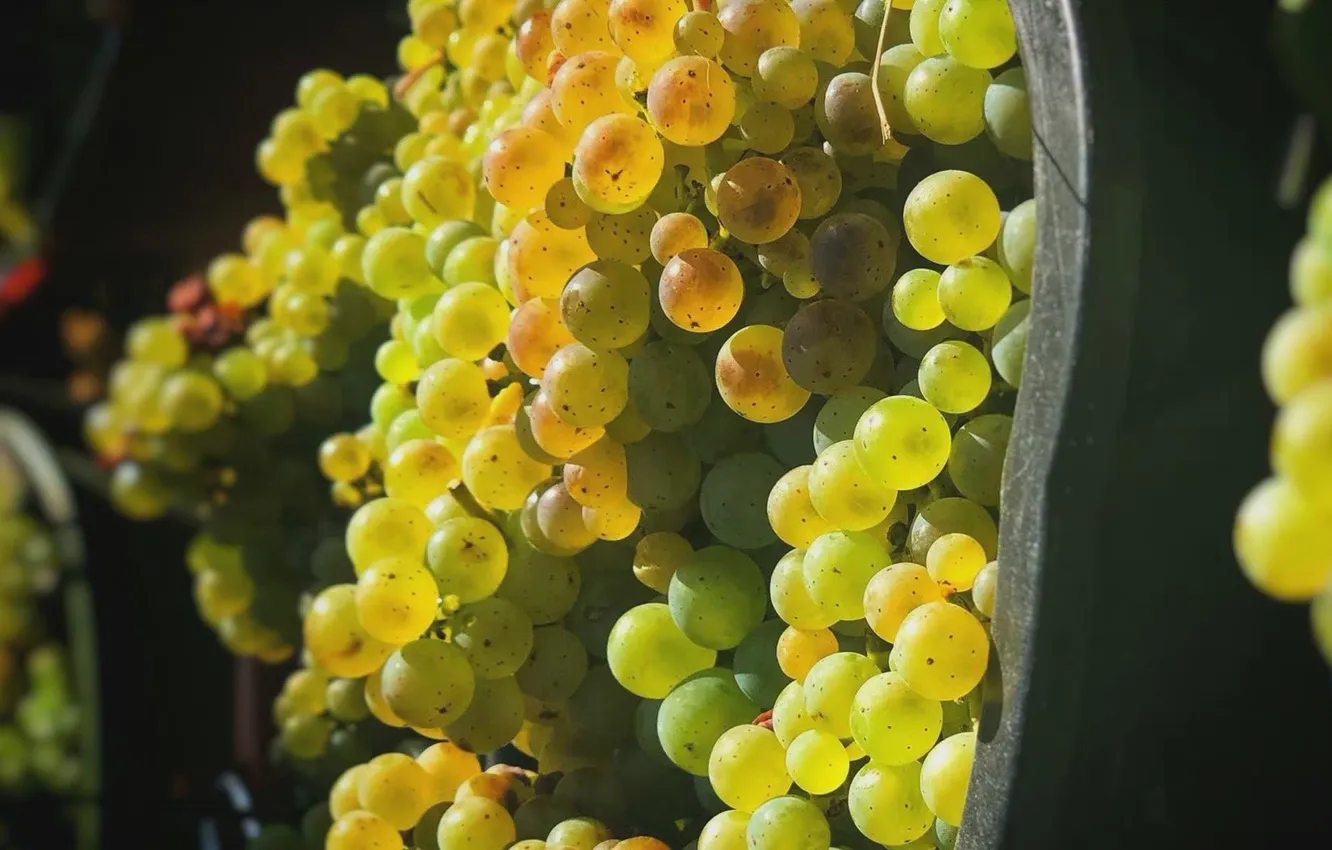 Photo wallpaper harvest, grapes, white grapes