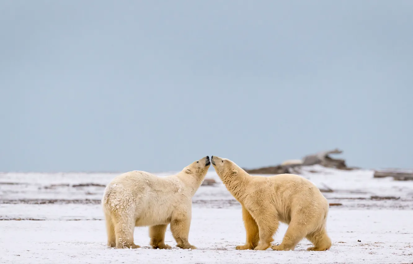 Photo wallpaper winter, white, the sky, face, snow, nature, pose, background
