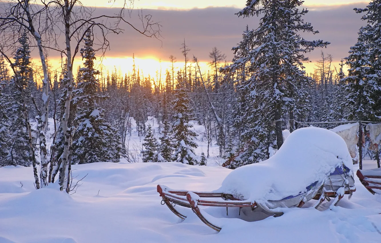 Photo wallpaper winter, forest, the sun, clouds, light, snow, sunset, branches