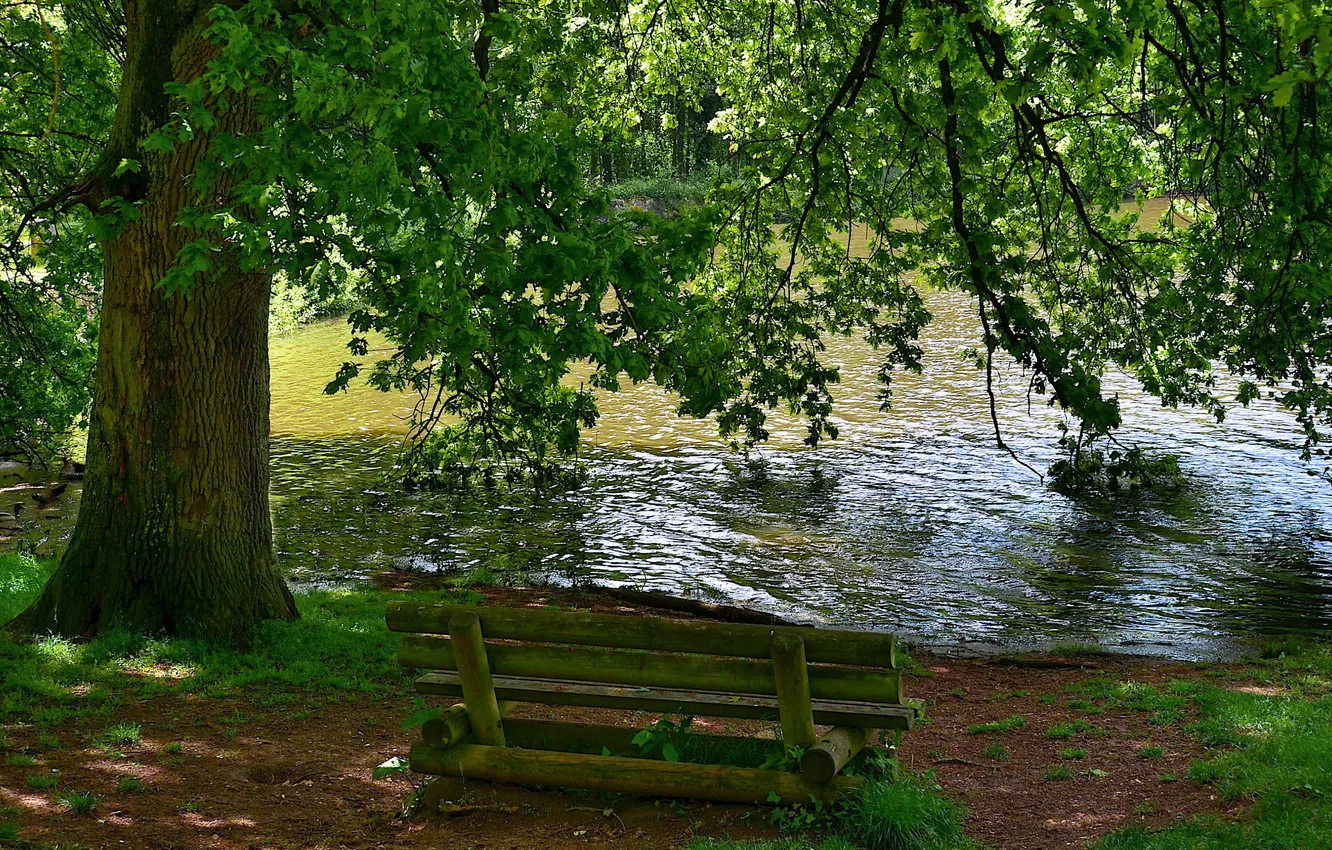 Photo wallpaper nature, lake, tree, bench