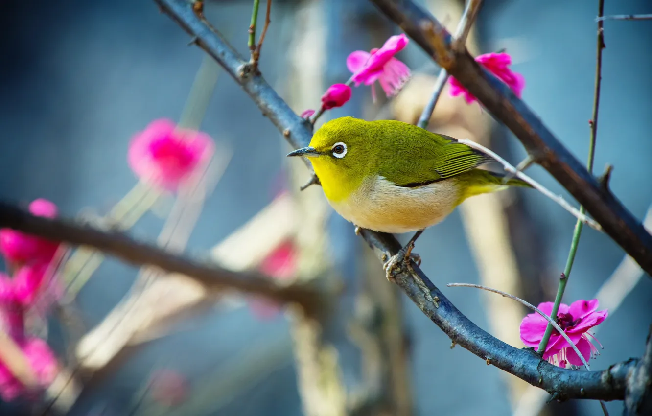 Photo wallpaper flowers, branches, nature, green, background, bird, bright, spring