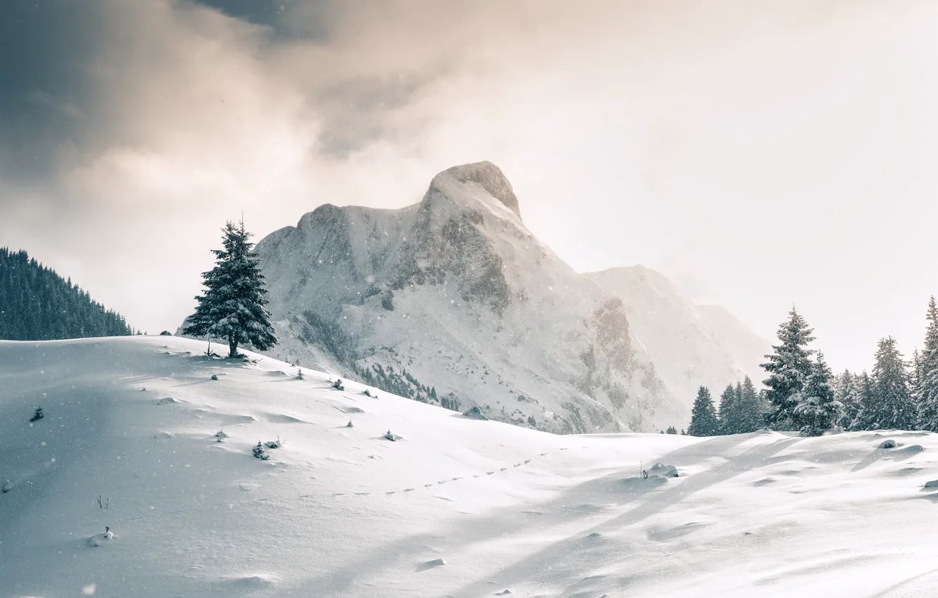 Photo wallpaper snow, tree, mountain