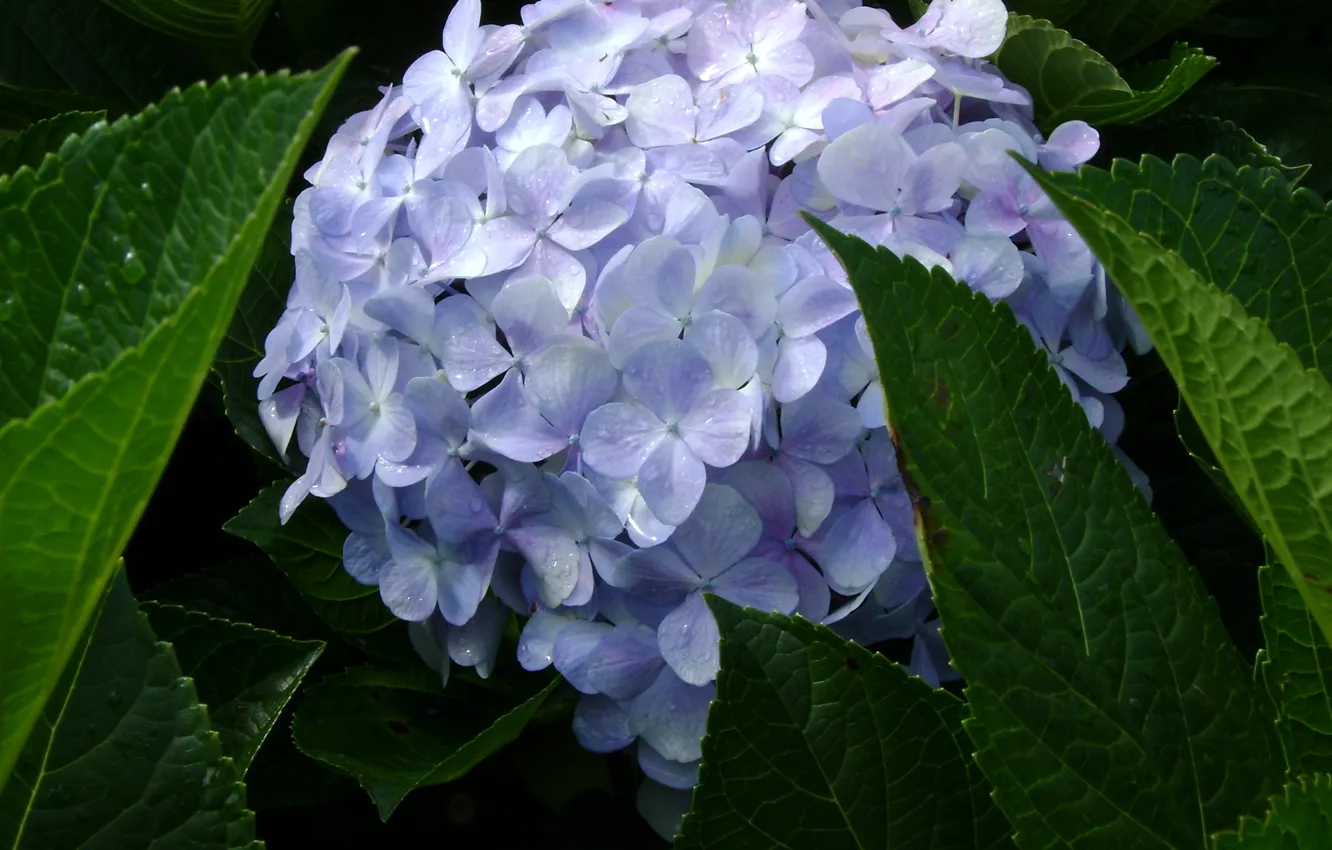 Photo wallpaper blue, Vietnam, spring, hydrangea, Dalat