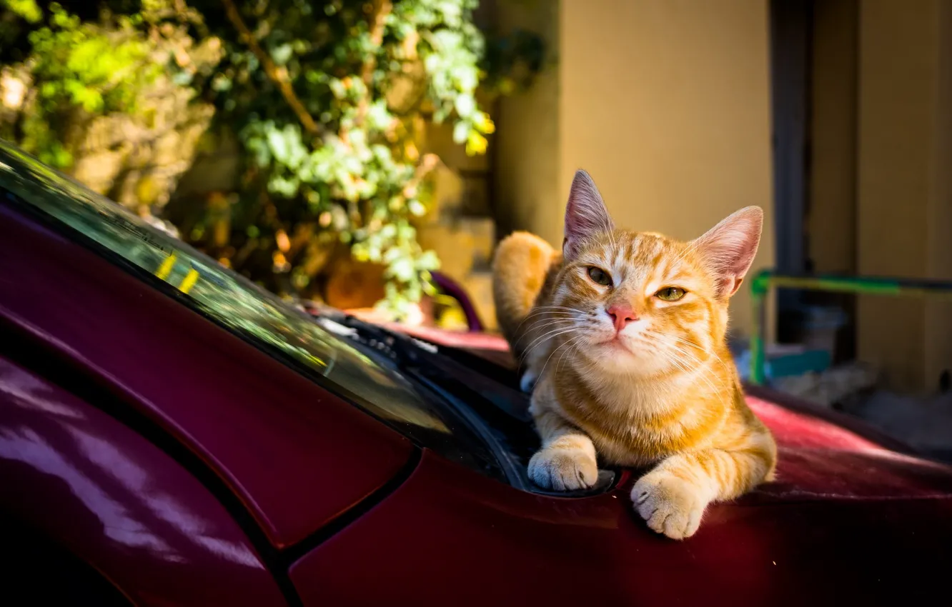 Photo wallpaper machine, auto, cat, summer, cat, face, red, foliage