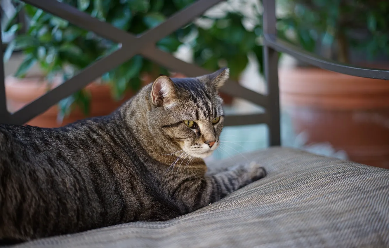 Photo wallpaper cat, face, wool