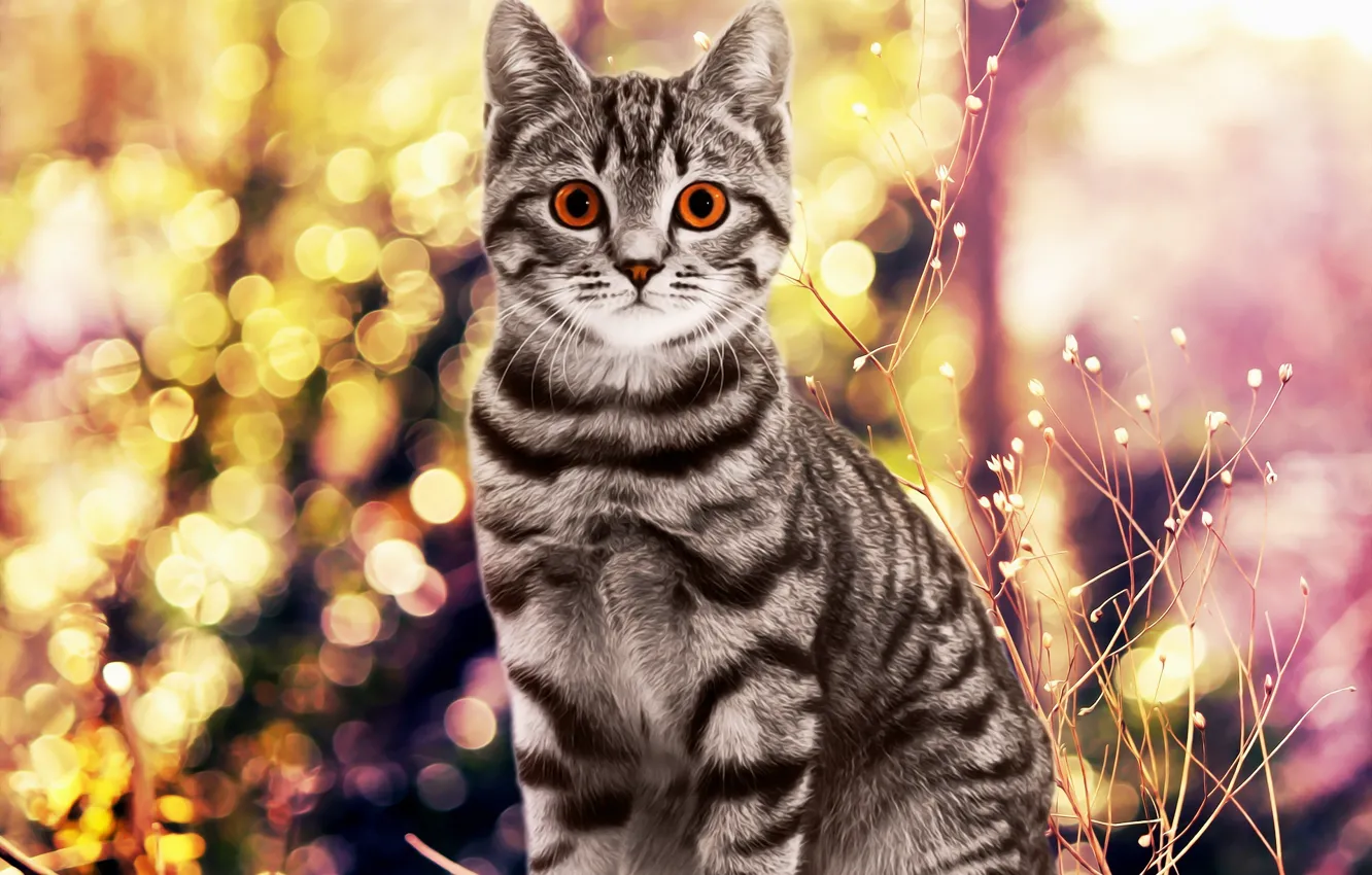 Photo wallpaper background, cat, cat