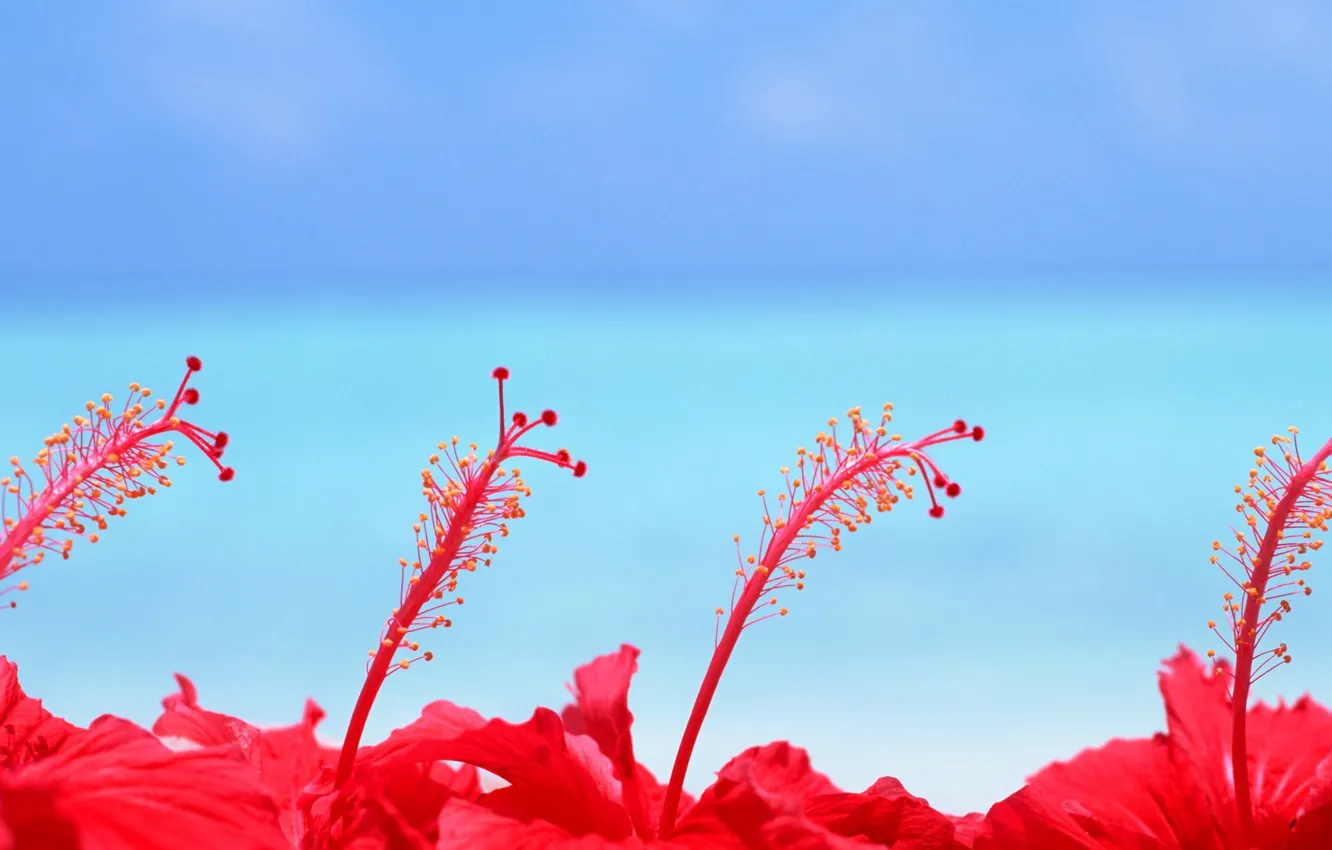 Photo wallpaper Flowers, Maldives, Hibsicus
