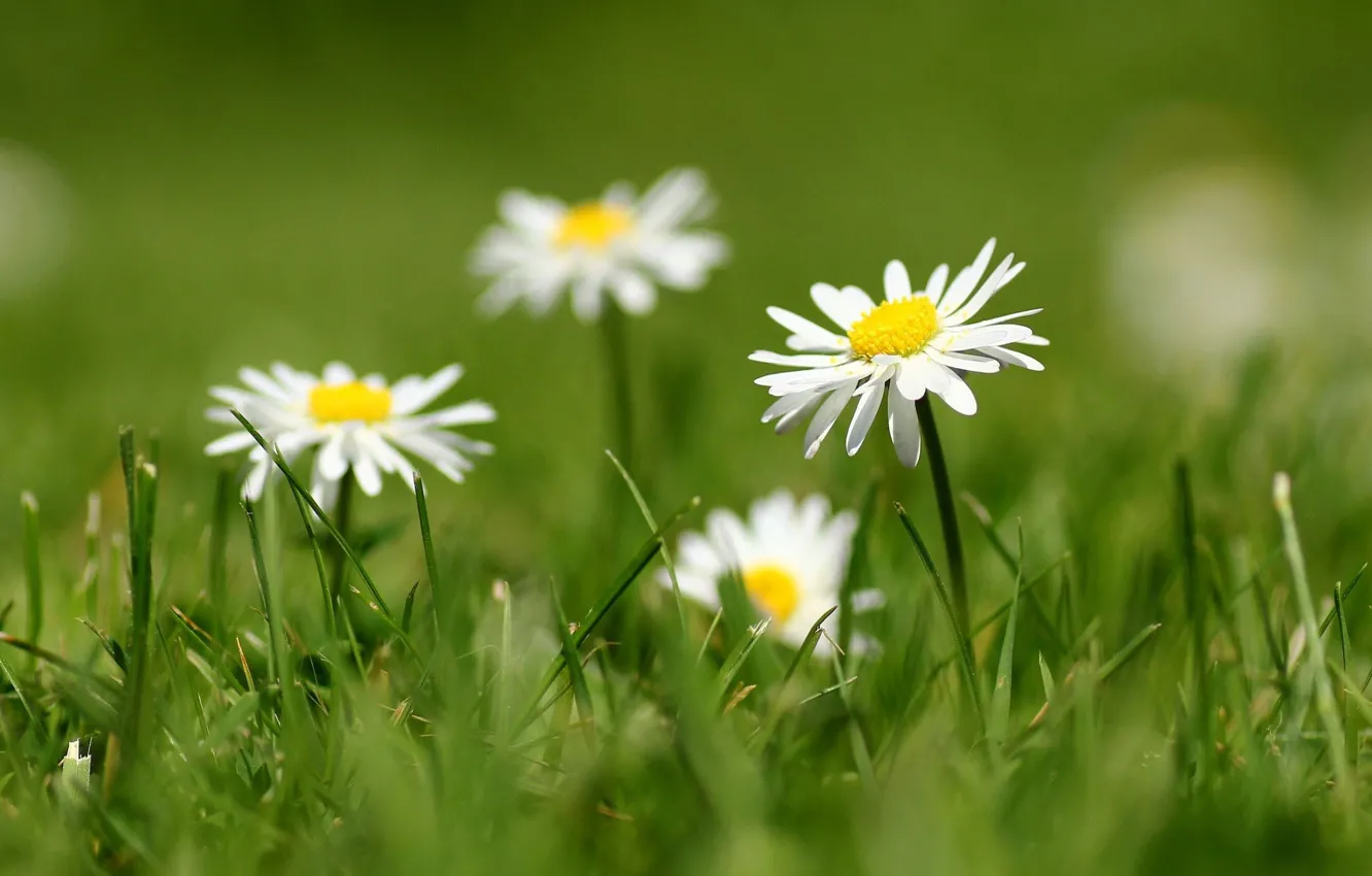 Photo wallpaper grass, petals, blur, white, Daisy