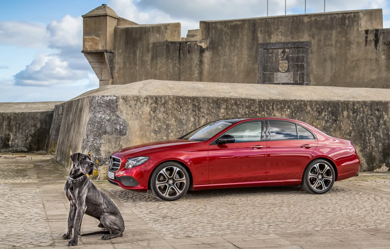 Photo wallpaper Mercedes-Benz, dog, E-Class, Mercedes, W213