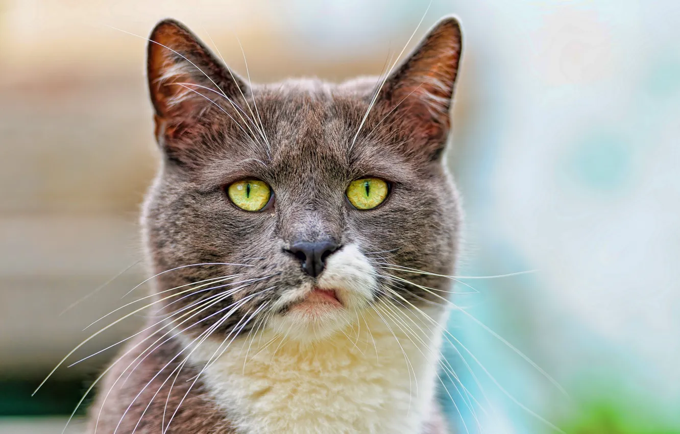 Photo wallpaper close-up, muzzle, spotted cat