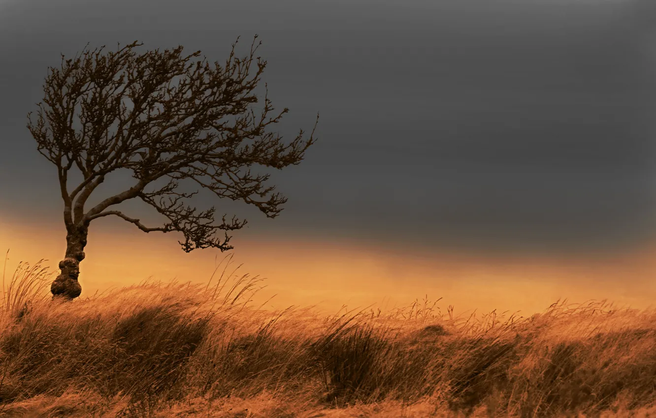 Photo wallpaper field, autumn, the sky, grass, tree, the wind