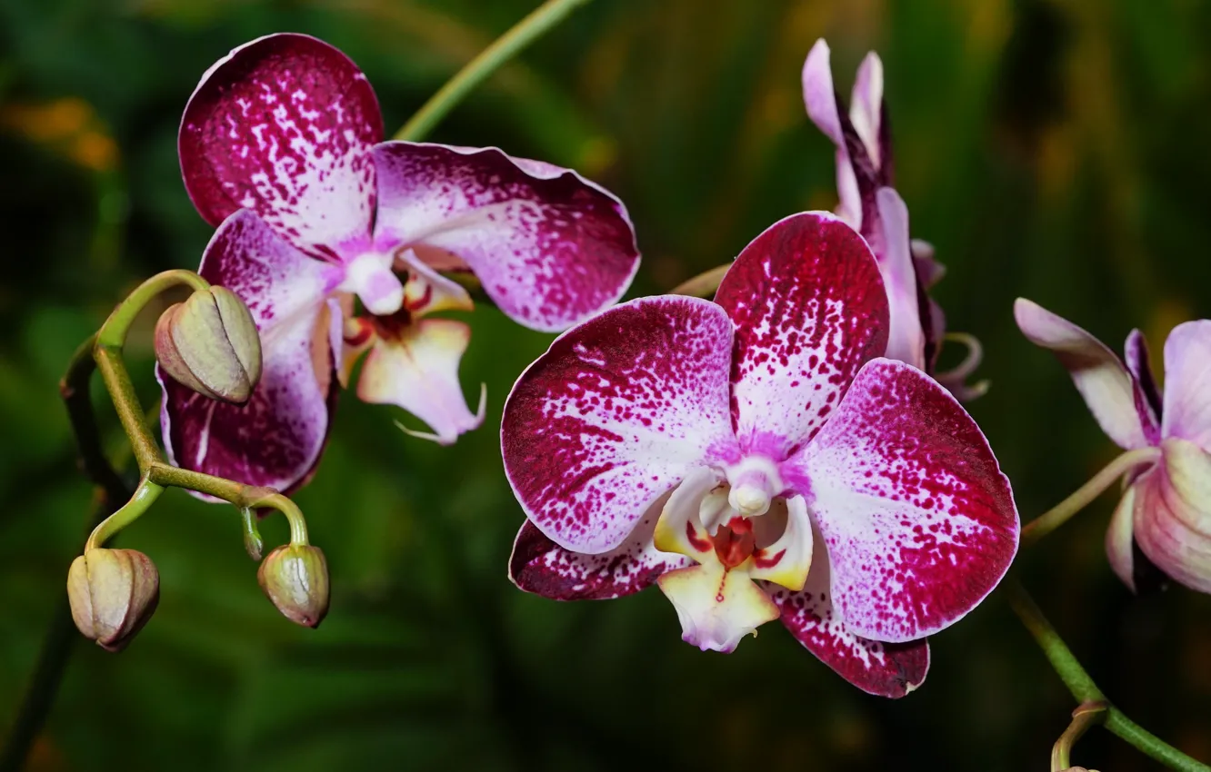 Photo wallpaper flower, flowering, Orchid