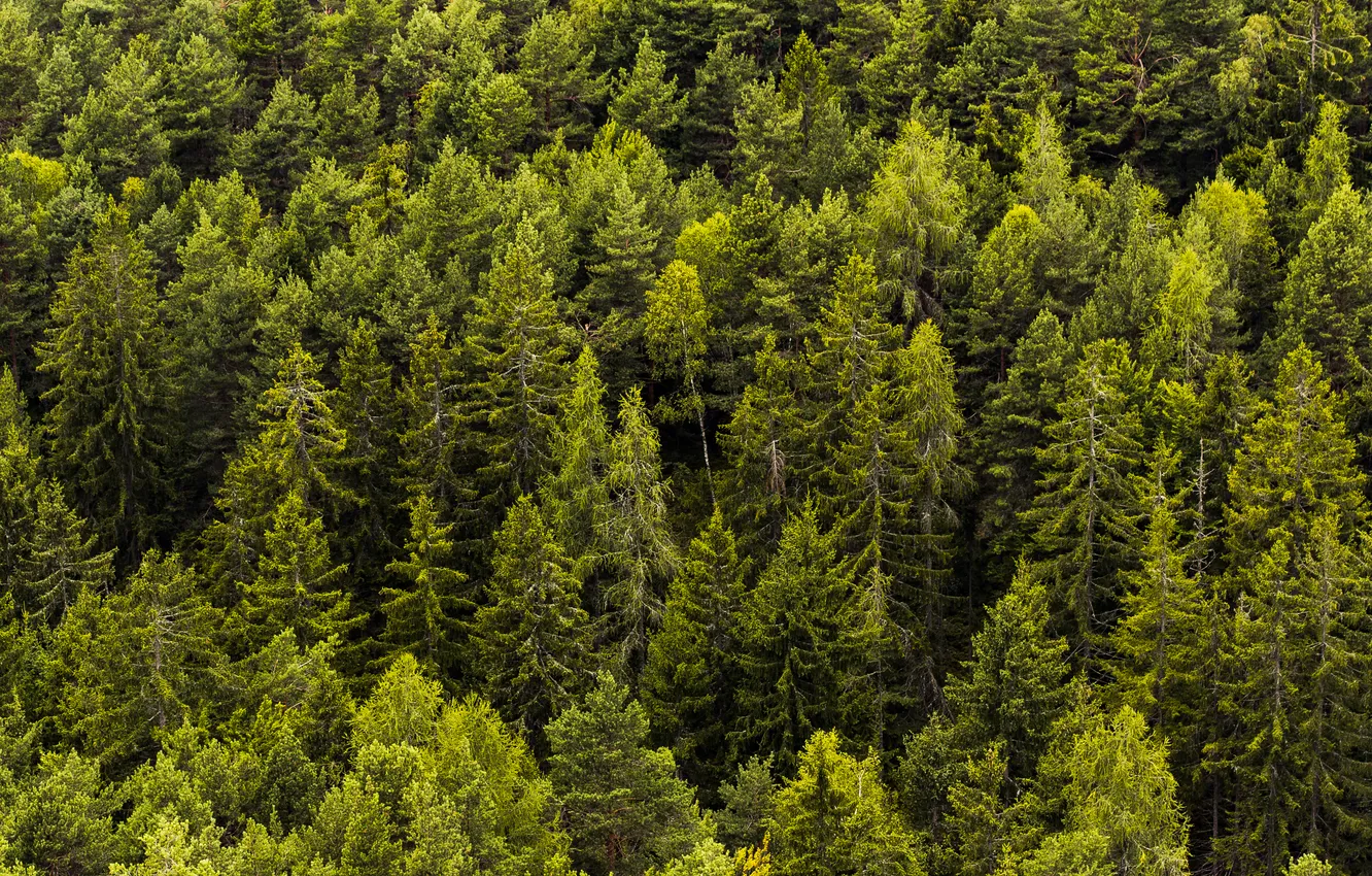 Photo wallpaper green, forest, trees, pattern