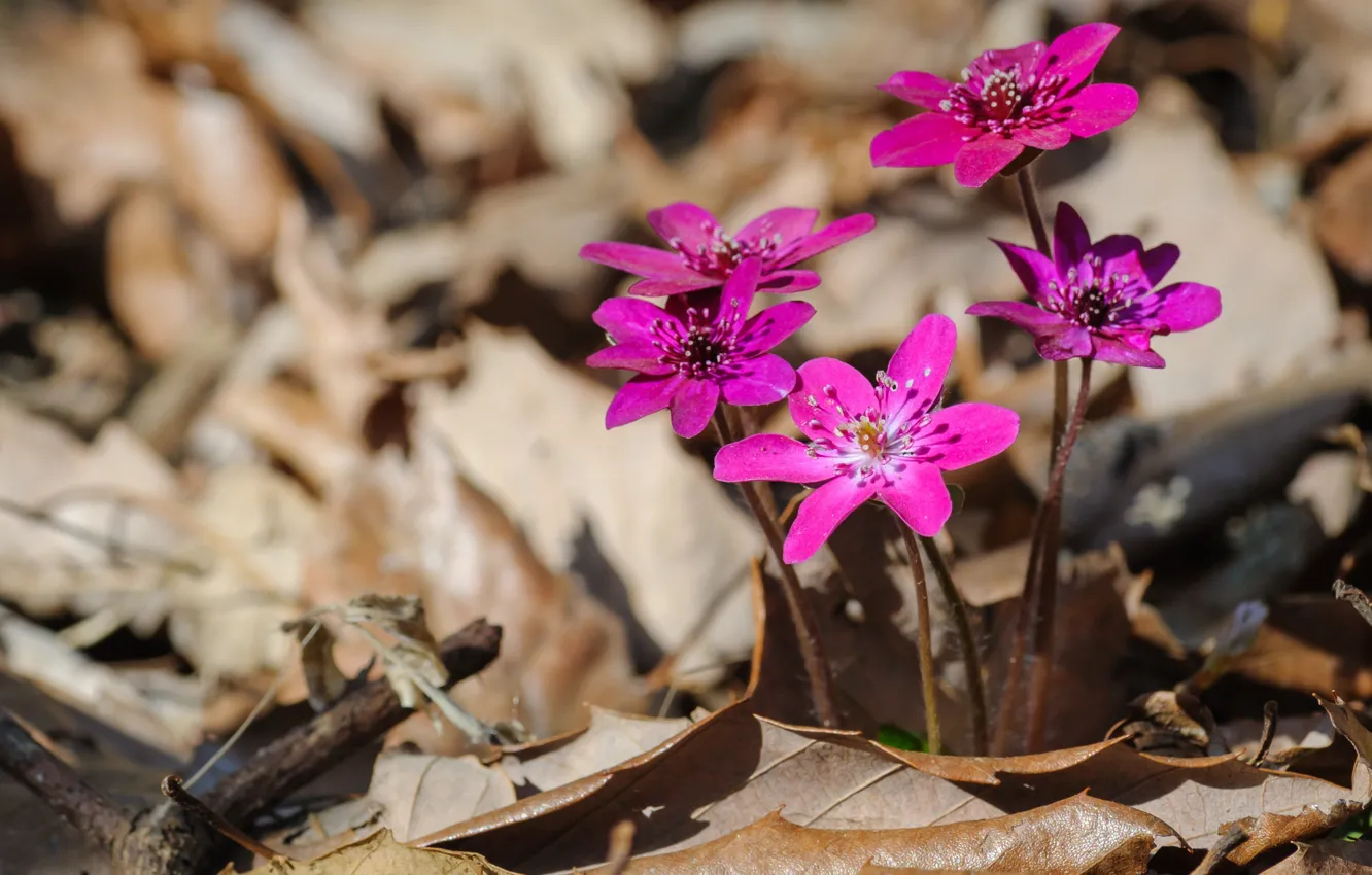 Photo wallpaper leaves, macro, spring, bokeh, Pechenocna