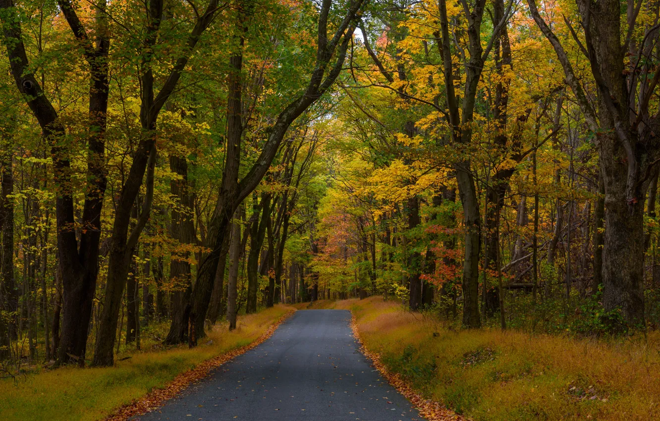 Photo wallpaper road, autumn, forest, trees, PA, fallen leaves, Pennsylvania