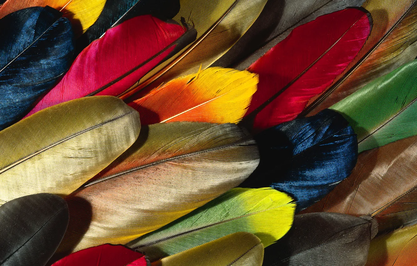 Photo wallpaper feathers, colorful Wallpaper, feather parrots