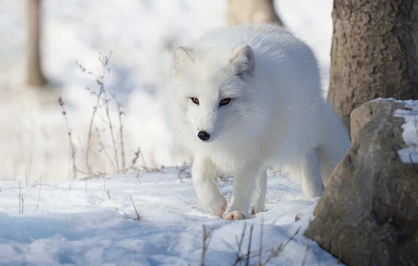 Photo wallpaper winter, snow, walk, Fox