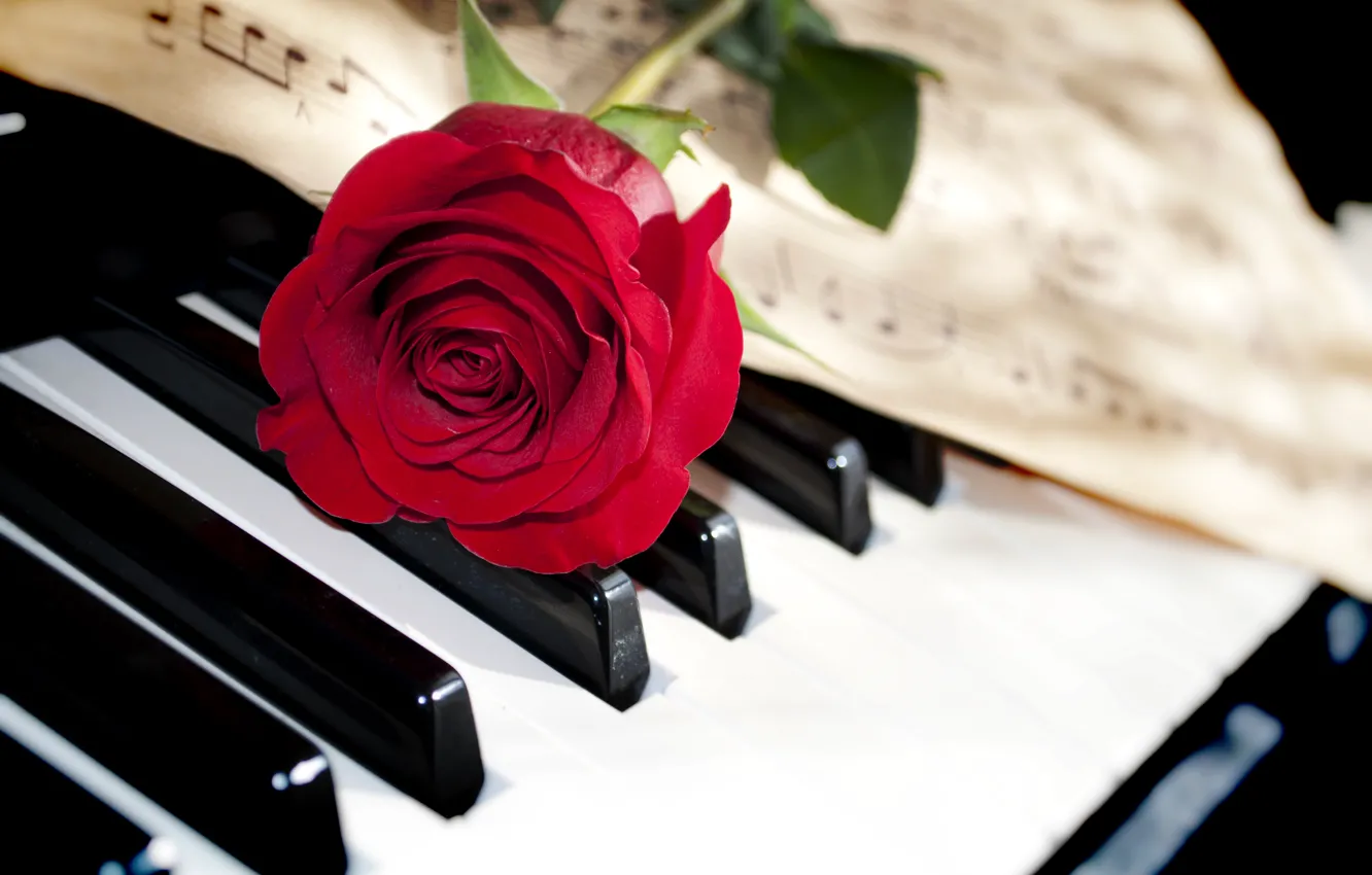 Photo wallpaper flower, macro, notes, rose, keys, piano, red, closeup