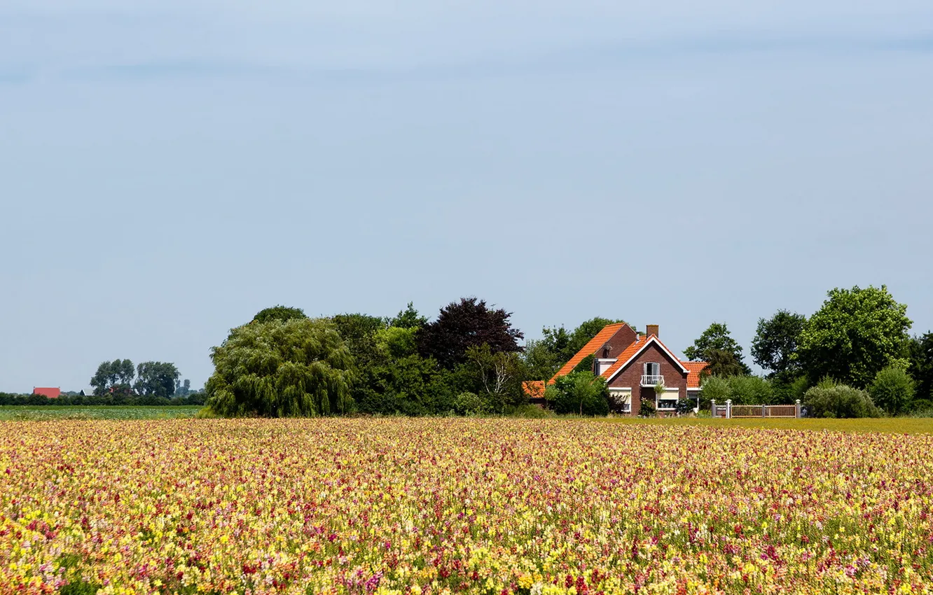Photo wallpaper field, summer, landscape