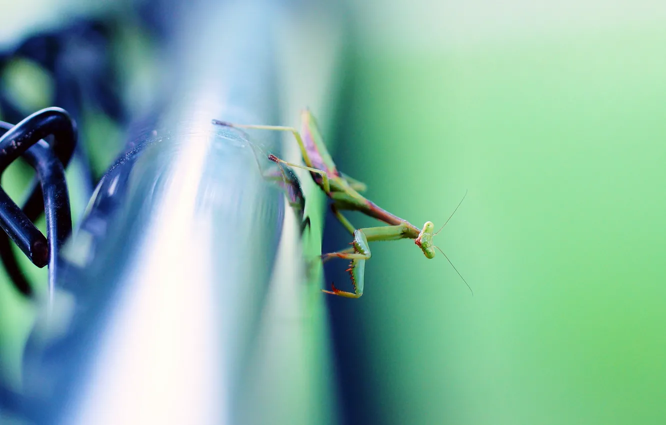Photo wallpaper surface, background, mantis, pipe, insect, metal